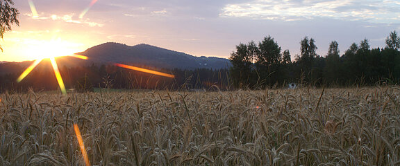 Sonnenuntergang_mal_800.jpg  
